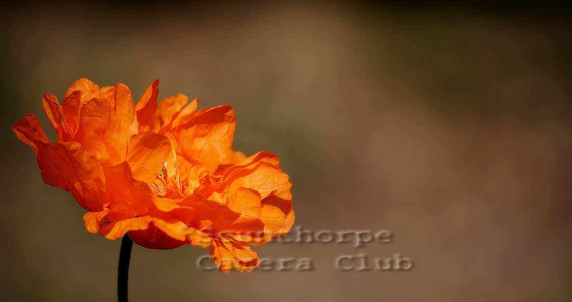 Stand up Orange Poppy